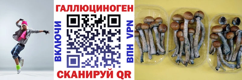 Псилоцибиновые грибы Psilocybine cubensis  Купить где  Калязин 